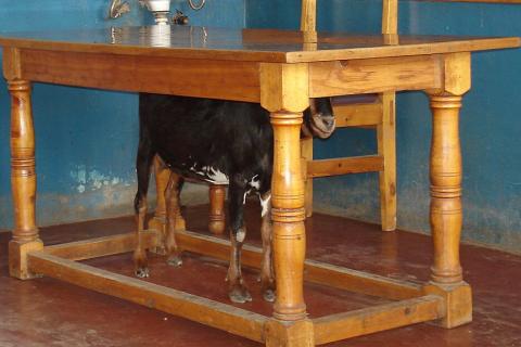 A goat under a table. The Thai for "a goat under a table" is "แพะอยู่ใต้โต๊ะ". A goat under a table. The Thai for "a goat under a table" is "แพะอยู่ใต้โต๊ะ".