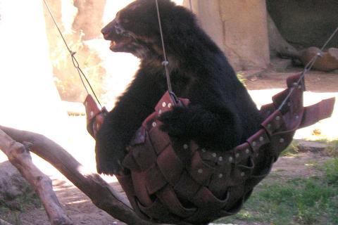 A bear in a hammock. The Thai for "a bear in a hammock" is "หมีในเปล". A bear in a hammock. The Thai for "a bear in a hammock" is "หมีในเปล".