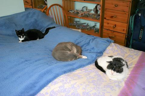 Three cats on a bed. The Thai for "three cats on a bed" is "แมวสามตัวบนที่นอน". Three cats on a bed. The Thai for "three cats on a bed" is "แมวสามตัวบนที่นอน".