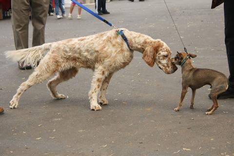 A small dog with a big dog. The Thai for "a small dog with a big dog" is "สุนัขตัวเล็กกับสุนัขตัวใหญ่". A small dog with a big dog. The Thai for "a small dog with a big dog" is "สุนัขตัวเล็กกับสุนัขตัวใหญ่".