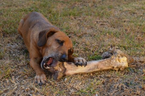 A dog gnawing a big bone. The Thai for "a dog gnawing a big bone" is "สุนัขแทะกระดูกใหญ่". A dog gnawing a big bone. The Thai for "a dog gnawing a big bone" is "สุนัขแทะกระดูกใหญ่".