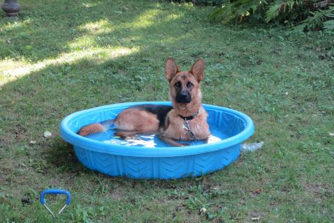 A dog soaking in a light blue tub. The Thai for "a dog soaking in a light blue tub" is "สุนัขแช่ในอ่างสีฟ้า". A dog soaking in a light blue tub. The Thai for "a dog soaking in a light blue tub" is "สุนัขแช่ในอ่างสีฟ้า".