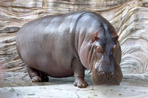 Hippopotamus. The Thai for "hippopotamus" is "ฮิปโป". Hippopotamus. The Thai for "hippopotamus" is "ฮิปโป".