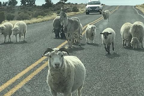 A flock of sheep blocking the road. The Thai for "a flock of sheep blocking the road" is "ฝูงแกะขวางถนน". A flock of sheep blocking the road. The Thai for "a flock of sheep blocking the road" is "ฝูงแกะขวางถนน".