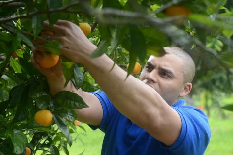 A man picking oranges. The Thai for "a man picking oranges" is "ผู้ชายกำลังเก็บส้ม". A man picking oranges. The Thai for "a man picking oranges" is "ผู้ชายกำลังเก็บส้ม".