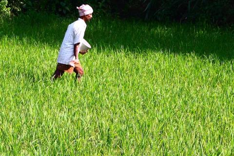 A farmer spreading fertilizer on a rice field. The Thai for "a farmer spreading fertilizer on a rice field" is "ชาวนาหว่านปุ๋ยในนา". A farmer spreading fertilizer on a rice field. The Thai for "a farmer spreading fertilizer on a rice field" is "ชาวนาหว่านปุ๋ยในนา".