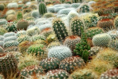 Cactus. The Thai for "cactus" is "กระบองเพชร". Cactus. The Thai for "cactus" is "กระบองเพชร".