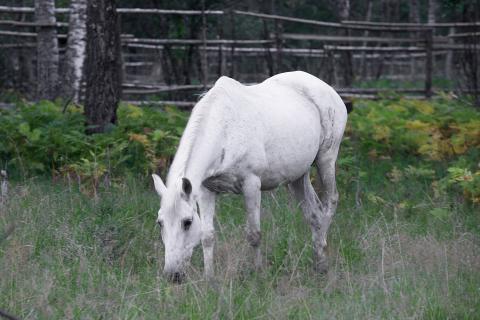 A white horse eating grass. The Thai for "a white horse eating grass" is "ม้าสีขาวกำลังกินหญ้า". A white horse eating grass. The Thai for "a white horse eating grass" is "ม้าสีขาวกำลังกินหญ้า".