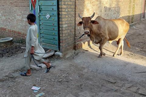 A boy leading his cow. The Thai for "a boy leading his cow" is "เด็กผู้ชายจูงวัวของเขา". A boy leading his cow. The Thai for "a boy leading his cow" is "เด็กผู้ชายจูงวัวของเขา".