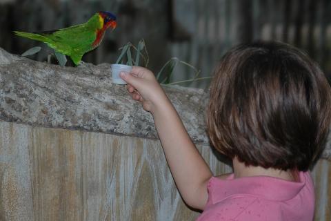 A girl feeding a parrot at the zoo. The Thai for "a girl feeding a parrot at the zoo" is "เด็กผู้หญิงให้อาหารนกแก้วที่สวนสัตว์". A girl feeding a parrot at the zoo. The Thai for "a girl feeding a parrot at the zoo" is "เด็กผู้หญิงให้อาหารนกแก้วที่สวนสัตว์".