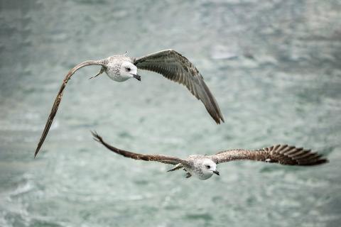 Two seagulls flying over the water surface. The Thai for "two seagulls flying over the water surface" is "นกนางนวลสองตัวบินเหนือผิวน้ำ". Two seagulls flying over the water surface. The Thai for "two seagulls flying over the water surface" is "นกนางนวลสองตัวบินเหนือผิวน้ำ".