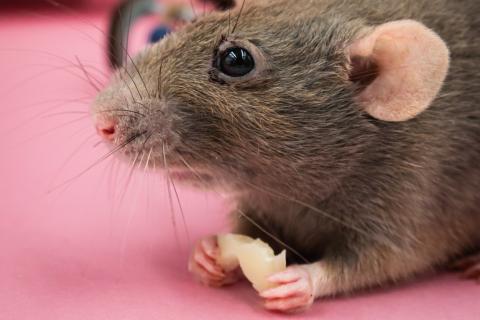 A rat eating cheese. The Thai for "a rat eating cheese" is "หนูกินชีส". A rat eating cheese. The Thai for "a rat eating cheese" is "หนูกินชีส".