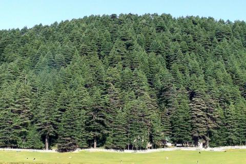 Pine forest. The Thai for "pine forest" is "ป่าสน". Pine forest. The Thai for "pine forest" is "ป่าสน".