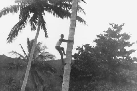 A man climbing a coconut tree. The Thai for "a man climbing a coconut tree" is "ผู้ชายปีนต้นมะพร้าว". A man climbing a coconut tree. The Thai for "a man climbing a coconut tree" is "ผู้ชายปีนต้นมะพร้าว".