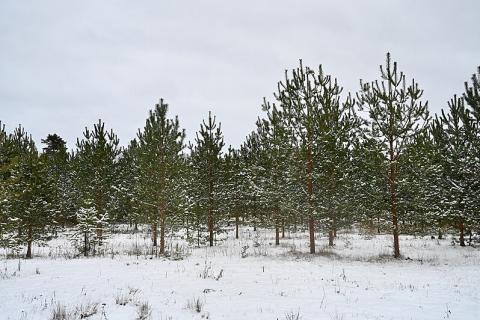 Pine tree. The Thai for "pine tree" is "ต้นสน". Pine tree. The Thai for "pine tree" is "ต้นสน".