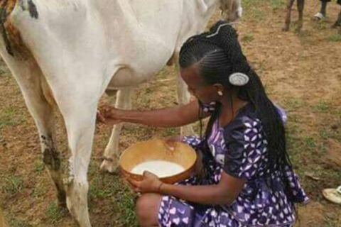 A lady milking a cow. The Thai for "a lady milking a cow" is "ผู้หญิงรีดนมวัว". A lady milking a cow. The Thai for "a lady milking a cow" is "ผู้หญิงรีดนมวัว".