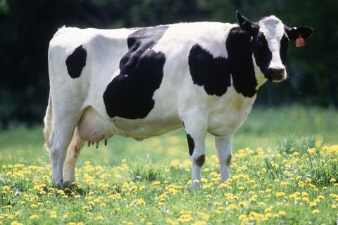 A female animal. The Thai for "a female animal" is "ตัวเมีย". A female animal. The Thai for "a female animal" is "ตัวเมีย".