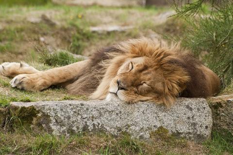 A lion sleeping. The Thai for "a lion sleeping" is "สิงโตตัวผู้นอนหลับ". A lion sleeping. The Thai for "a lion sleeping" is "สิงโตตัวผู้นอนหลับ".