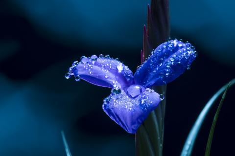 Dew on a blue flower. The Thai for "dew on a blue flower" is "น้ำค้างบนดอกไม้สีน้ำเงิน". Dew on a blue flower. The Thai for "dew on a blue flower" is "น้ำค้างบนดอกไม้สีน้ำเงิน".