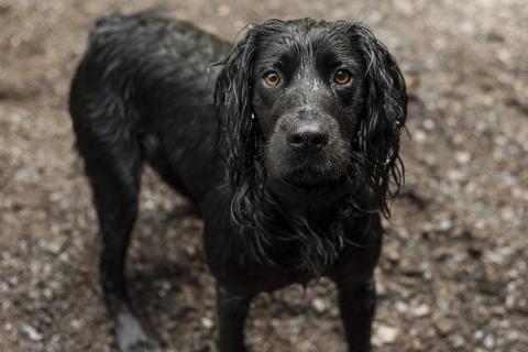 A wet black dog. The Thai for "a wet black dog" is "สุนัขสีดำตัวเปียก". A wet black dog. The Thai for "a wet black dog" is "สุนัขสีดำตัวเปียก".