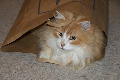 A cat in a paper bag. The Thai for "a cat in a paper bag" is "แมวในถุงกระดาษ". A cat in a paper bag. The Thai for "a cat in a paper bag" is "แมวในถุงกระดาษ".