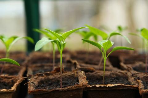 Sprout; seedling. The Thai for "sprout; seedling" is "ต้นอ่อน". Sprout; seedling. The Thai for "sprout; seedling" is "ต้นอ่อน".