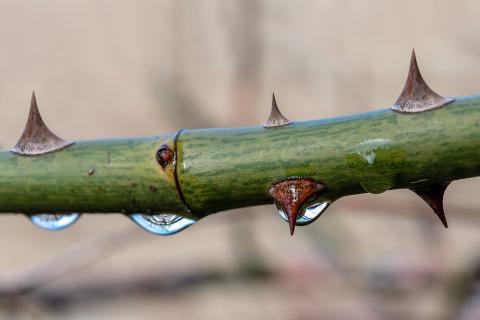 Thorn. The Thai for "thorn" is "หนาม". Thorn. The Thai for "thorn" is "หนาม".