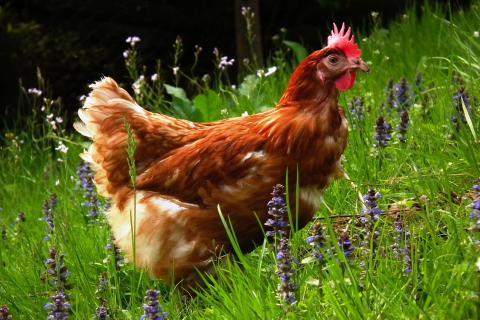 Chicken. The Ukrainian for "chicken" is "курка". Chicken. The Ukrainian for "chicken" is "курка".